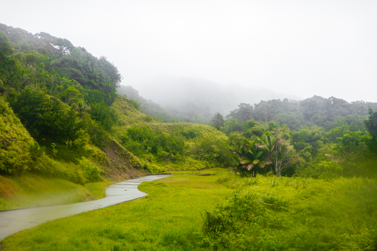 Foto från regnskogen i Tobago