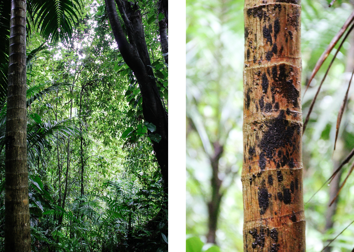 Foto från regnskogen i Tobago