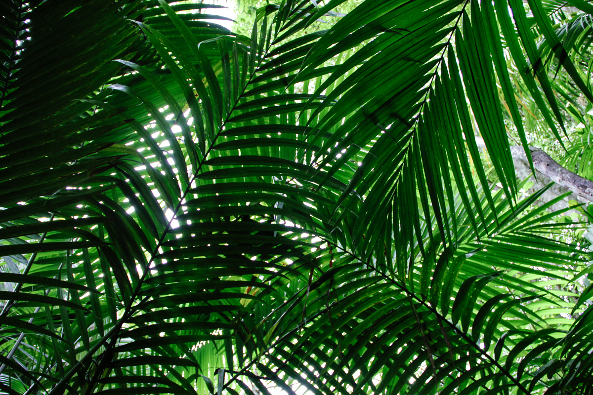 Foto från regnskogen i Tobago