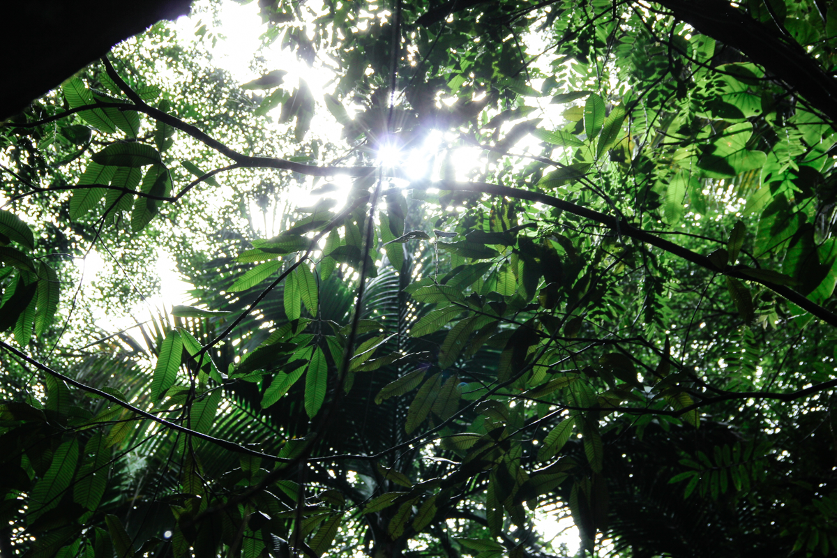 Foto från regnskogen i Tobago