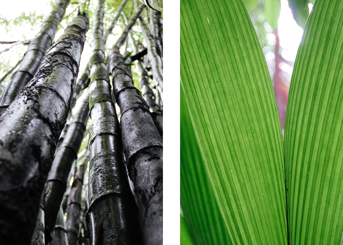 Foto från regnskogen i Tobago