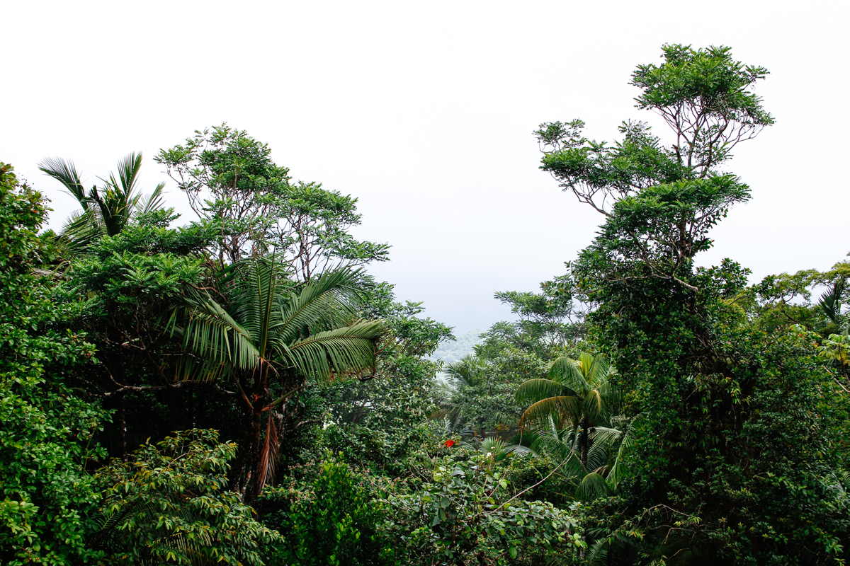 Foto från regnskogen i Tobago