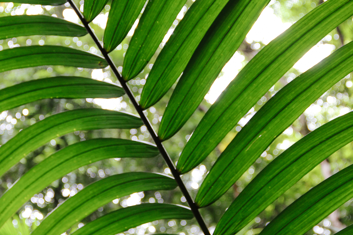 Foto från regnskogen i Tobago