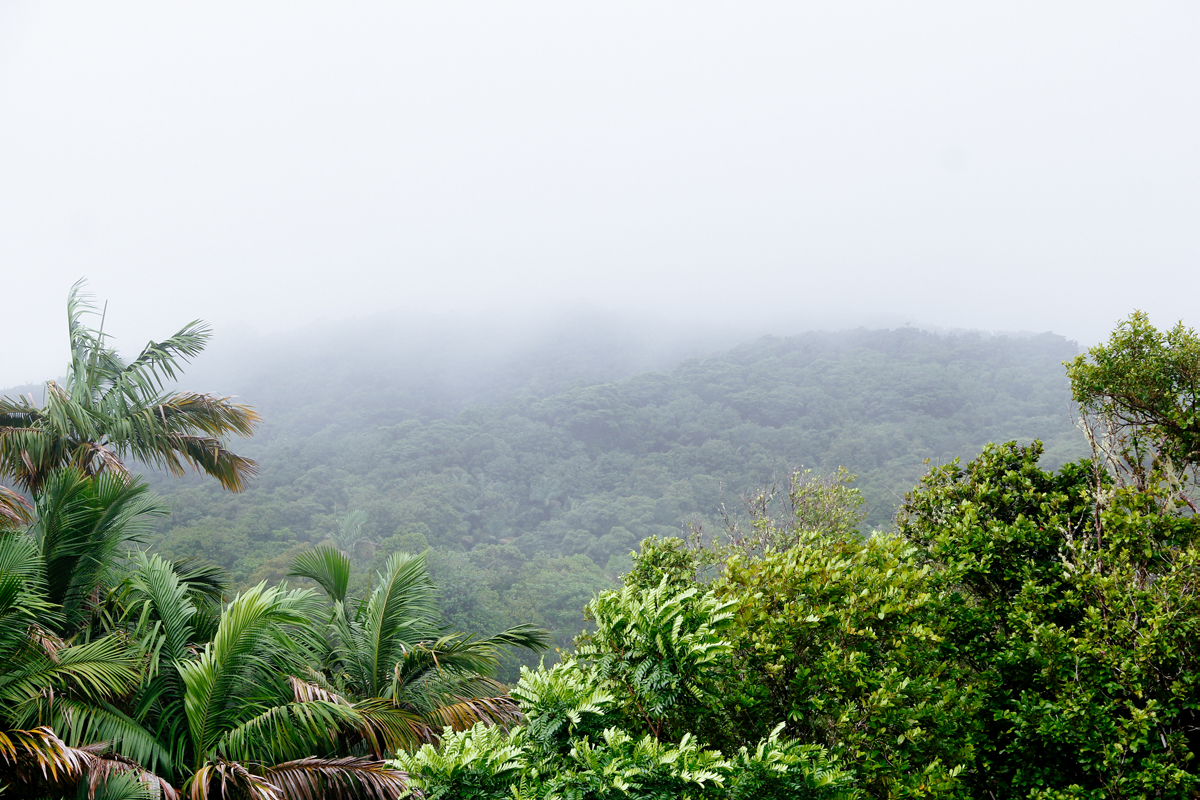 Foto från regnskogen i Tobago